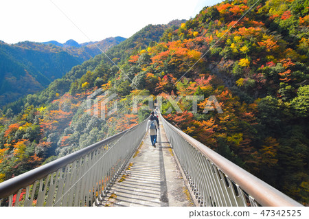 Plum tree trees park bridge 47342525
