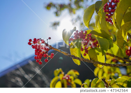 打開與開放葉子的風景在綠色葉子 打開與開放葉子的風景在綠色葉子 47342564
