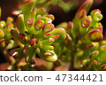 Succulent plants 47344421
