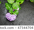 Hydrangea flower on asphalt under the rain 47344704