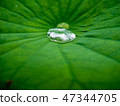 Water drop on a green lotus leaf 47344705