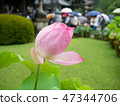 Pink lotus flower starting to bloom 47344706