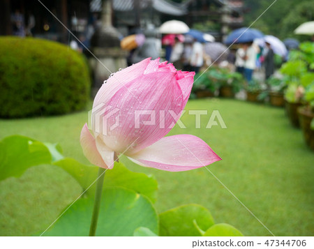 Pink lotus flower starting to bloom 47344706