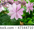 Hydrangea flower under the rain 47344710