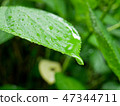 Fresh green hydrangea leaf under summer rain 47344711