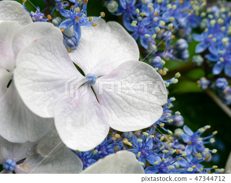Light blue hydrangea flower close-up 47344712