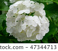 Soft and beautiful white hydrangea flower 47344713
