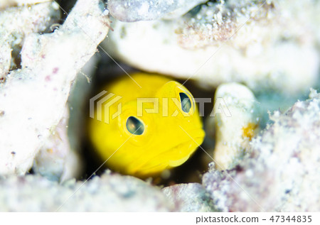 Joefish (yellow) ① Joefish (yellow) ① 47344835