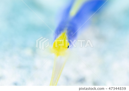 Hana beetle (adult fish) ① Hana beetle (adult fish) ① 47344839