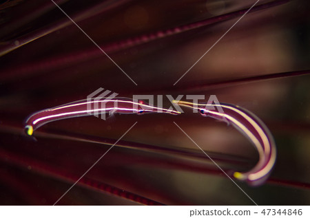 Pair of Hashinaga Ubao 47344846