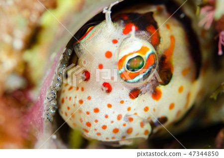Egg of Monzuki frog Egg of Monzuki frog 47344850