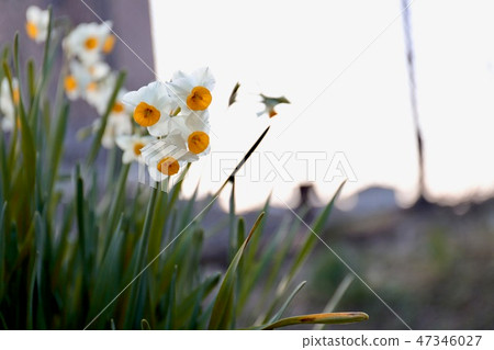 Daffodils _ 002 47346027