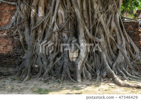 buddha head in tree roots 47346429