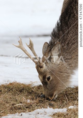 Eruption of grass season In the winter season Ezoshika (small male individual in Tsuno / enlargement of head A) 47347090