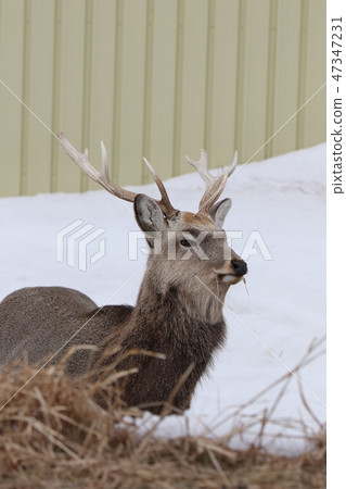 Ezoshika (male adult / winter season) feeding for food at the side of the house C Ezoshika (male adult / winter season) feeding for food at the side of the house C 47347231