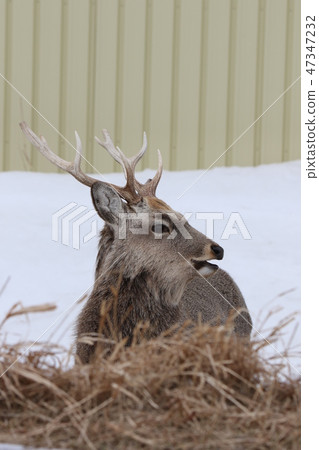 Ezoshika (male adult / winter season) to feed for farming near the house D Ezoshika (male adult / winter season) to feed for farming near the house D 47347232
