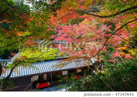 Autumn leaves of Kyoto Saga Torii Autumn leaves of Kyoto Saga Torii 47347643