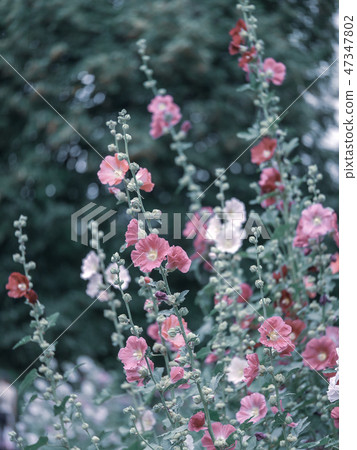 mallow flowers in the garden mallow flowers in the garden 47347802