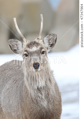 Ezoshima（雄性個體沒有在角/冬季分枝） 47347964