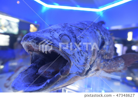 Coelacanth冷凍標本冷凍存儲Numazu口岸深海水族館 47348627