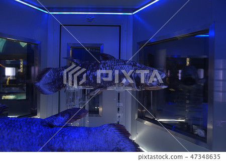 Coelacanth frozen specimen frozen storage Numazu port deep sea aquarium Coelacanth frozen specimen frozen storage Numazu port deep sea aquarium 47348635