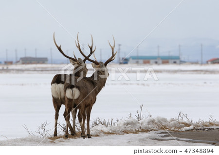 Ezoshika standing on the road [male adult / winter season] 47348894