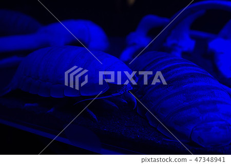 世界上最大的沼津港深海水族館巨型Isopod 47348941