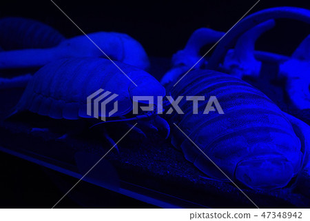 世界上最大的沼津港深海水族館巨型Isopod 47348942