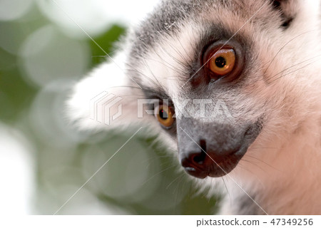 Close up portrait of ring-tailed lemur 47349256