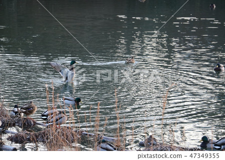 鴨子游泳在一個池塘在一個公園在冬天 47349355