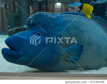 拿破崙眼鏡醒目的水族館水族館 47349399