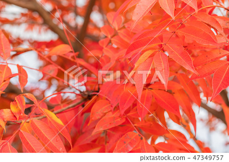 Hazenoki秋葉 47349757