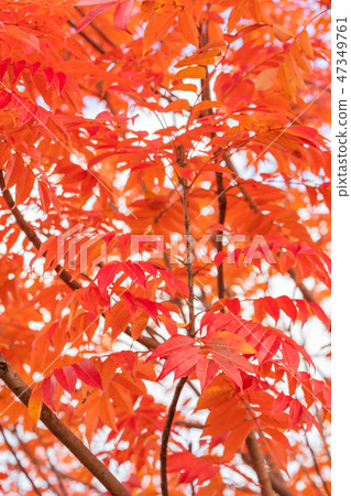 Hazenoki秋葉 Hazenoki秋葉 47349761