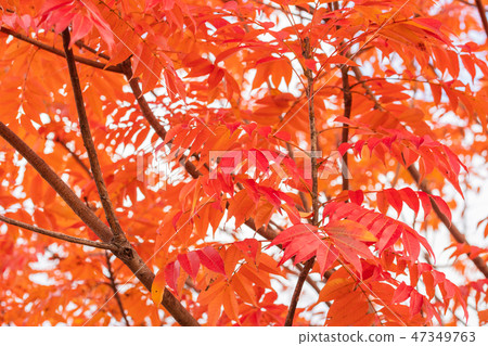 Autumn leaves of Hazenoki 47349763