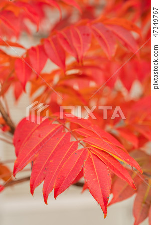 Autumn leaves of Hazenoki 47349767