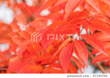 Autumn leaves of Hazenoki 47349769