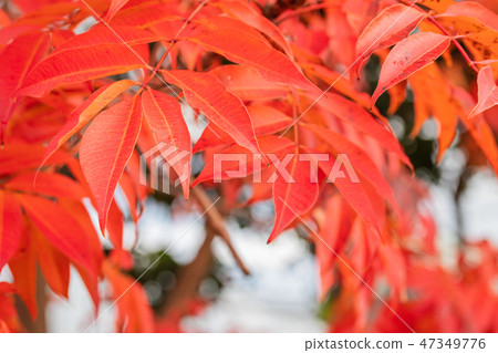 Autumn leaves of Hazenoki 47349776