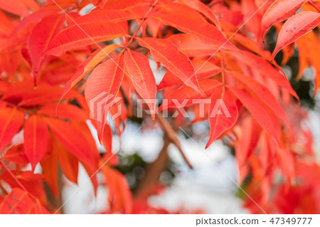 Autumn leaves of Hazenoki Autumn leaves of Hazenoki 47349777