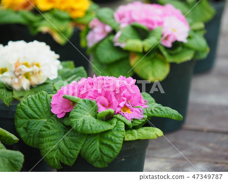 Gardening Primula Gardening Primula 47349787