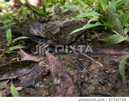 Okinawa Silikenimori wild amphibian 47349799