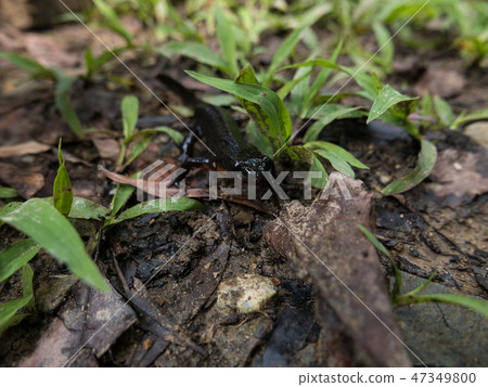 Okinawa Silikenimori wild amphibian 47349800