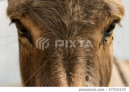 Brown donkey looking at camera 47350135