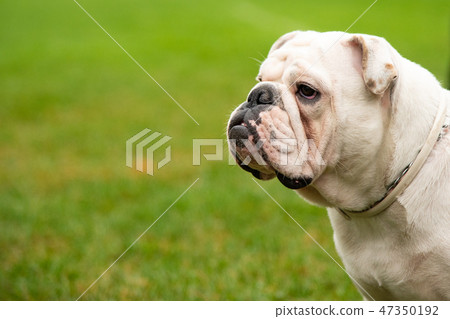 Portrait white dog with interesting eyes outdoors Portrait white dog with interesting eyes outdoors 47350192