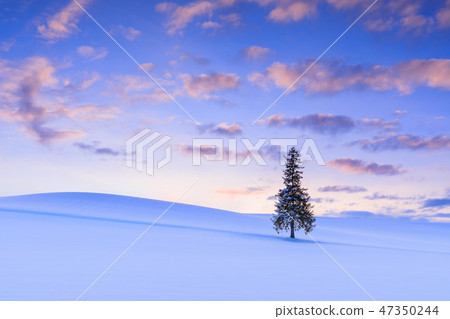 北海道_聖誕樹 47350244