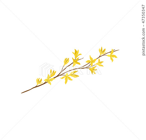 Small branch of forsythia tree with fresh yellow flowers. Spring season. Detailed flat vector design Small branch of forsythia tree with fresh yellow flowers. Spring season. Detailed flat vector design 47350347