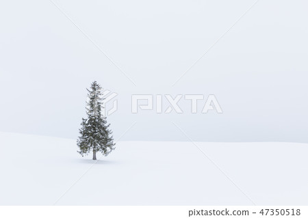 Hokkaido _ Christmas tree tree Hokkaido _ Christmas tree tree 47350518