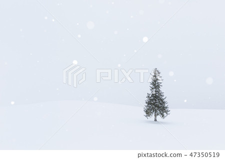 Hokkaido _ Christmas tree tree Hokkaido _ Christmas tree tree 47350519