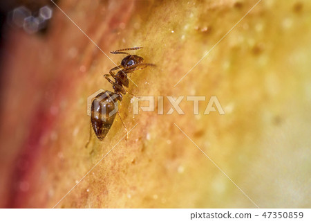Black ant  47350859