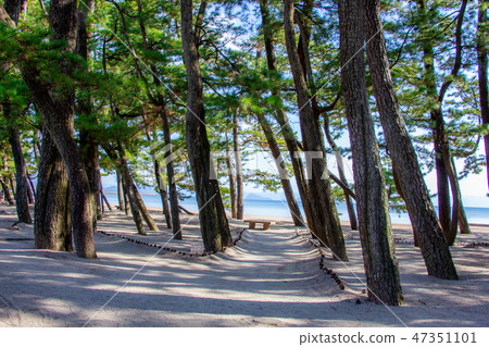 Kagoshima prefecture Aira city heavy rich beach national park Heavitake coast pine forest 47351101
