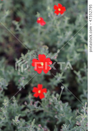 Samburitenia猩紅花語言是“純潔的愛” 47352795